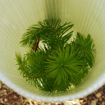 Wuchshülle Tubex Ventex